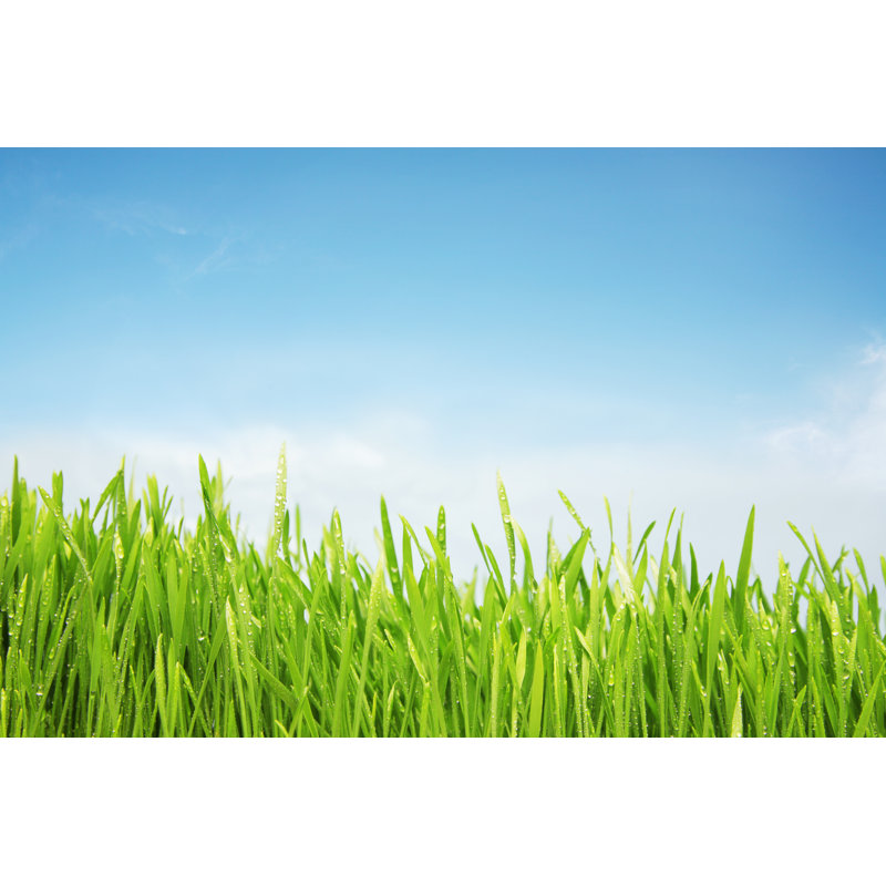 Freshly Watered Grassy Field by Nico_blue - No Frame Print on Canvas, 81cm H x 122cm W