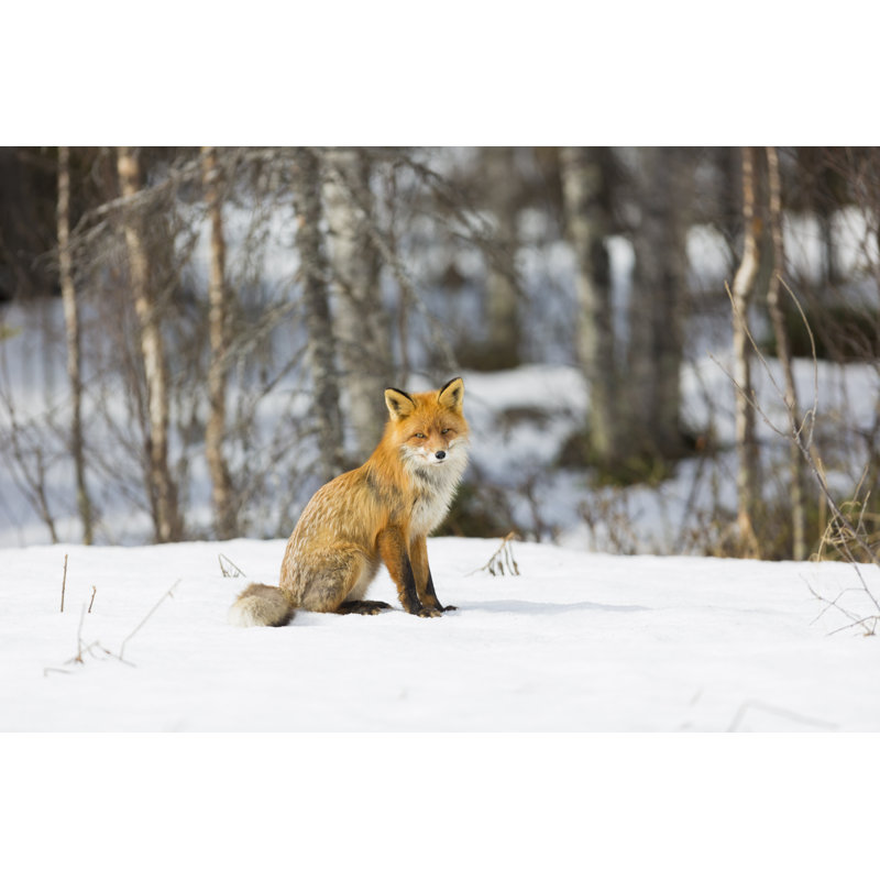 Fairley Red Fox In Winter - Wrapped Canvas Print, 30cm H x 46cm W x 3.8cm D
