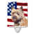 Beige Cairn Terrier