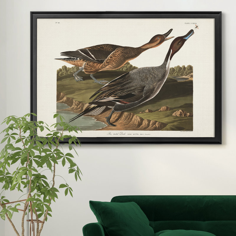 Pin Tailed Duck - reproduction de cadre photo sur toile, Noir, H 18,5 po x l 24,5 po x P 1,5 po
