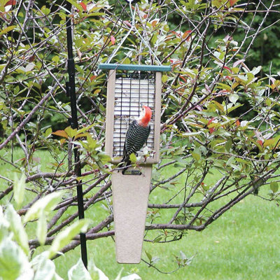 Mangeoire à queue en forme de gâteau 22,5 po Birds Choice, taupe / vert