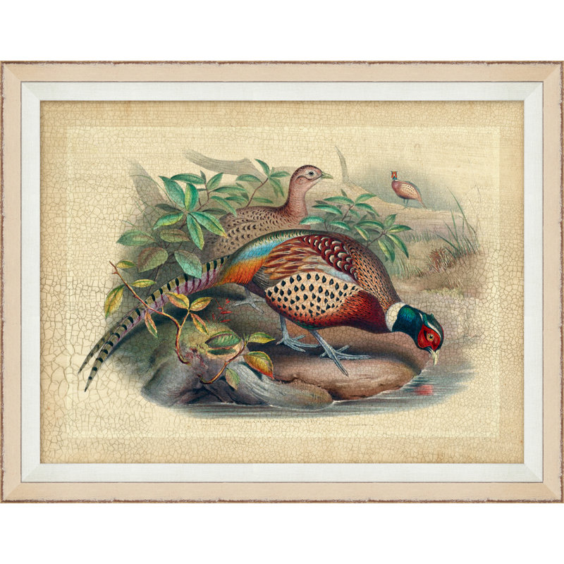 Pheasant Collection 9 Print