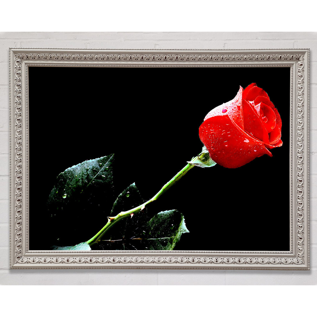 Gerahmtes Wandbild Love of a Single Red Rose