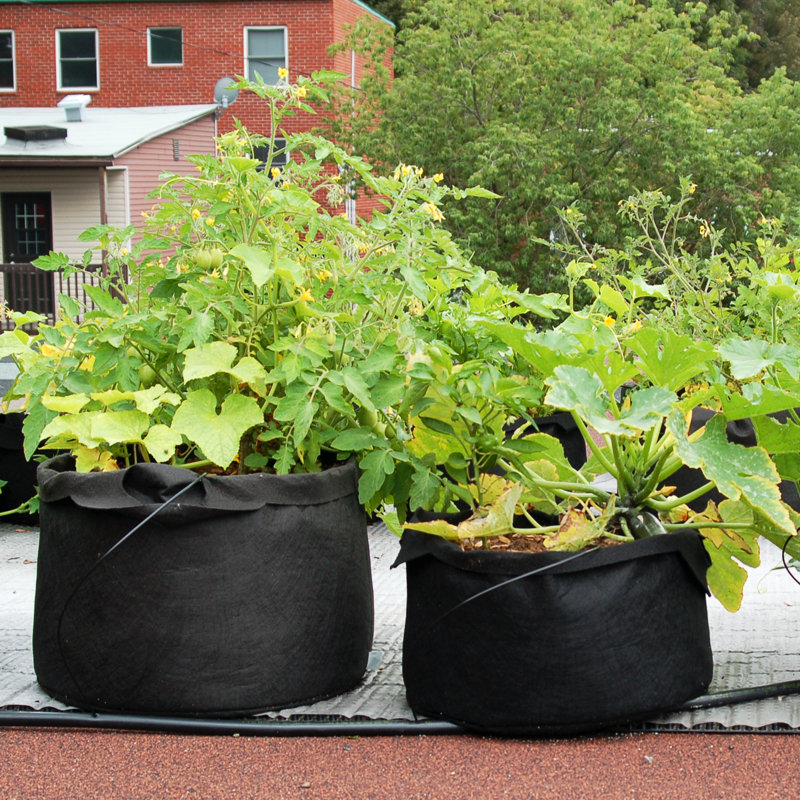 Jardinière en tissu Smart Pot®, Noir, 11,5 x 16 x 16