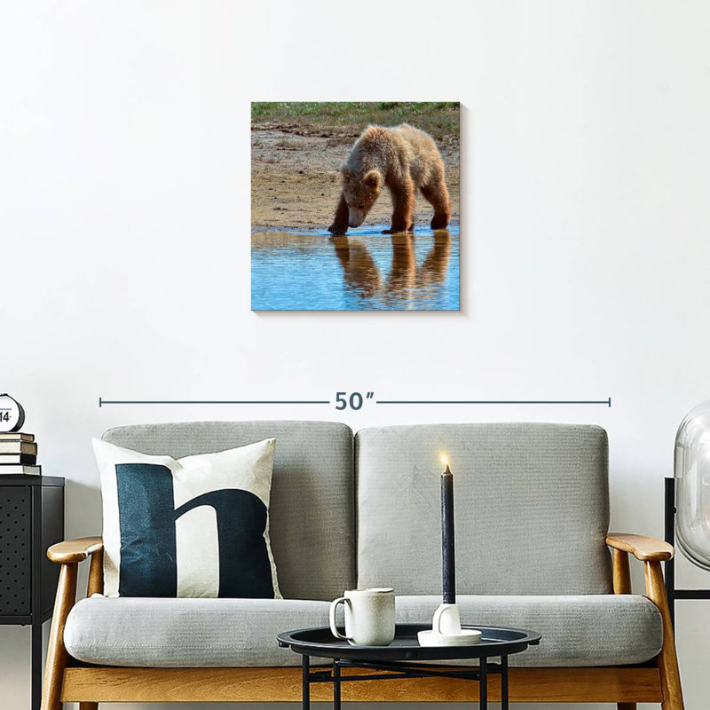 Grizzly ronce dans le parc national de Katmai, H 20 po x l 20 po