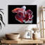 Poisson rouge et blanc Betta-107886581