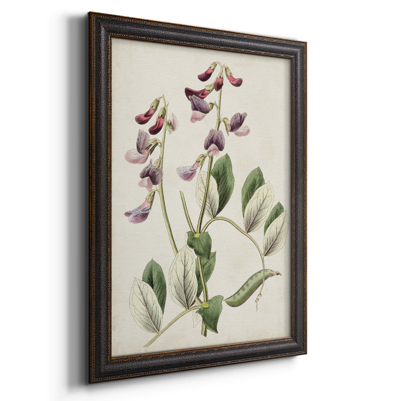 Antique Botanical Collection I, toile encadrée de qualité supérieure - prête à être accrochée, H 27 po x l 18 po x P 1 po