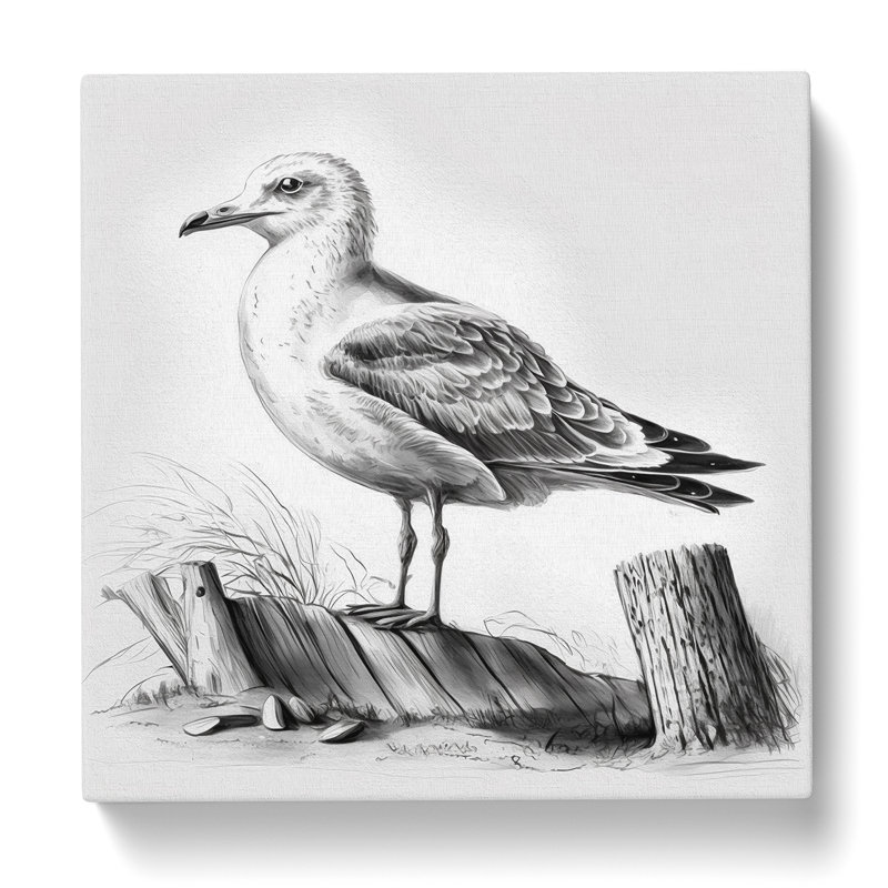 Seagull Drawing - Wrapped Canvas - Framed Print, 35cm H x 35cm W x 3cm D