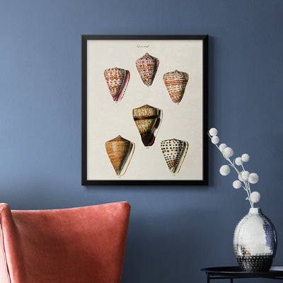 Toile encadrée de qualité supérieure Cone Shell Collection IV - prête à être accrochée