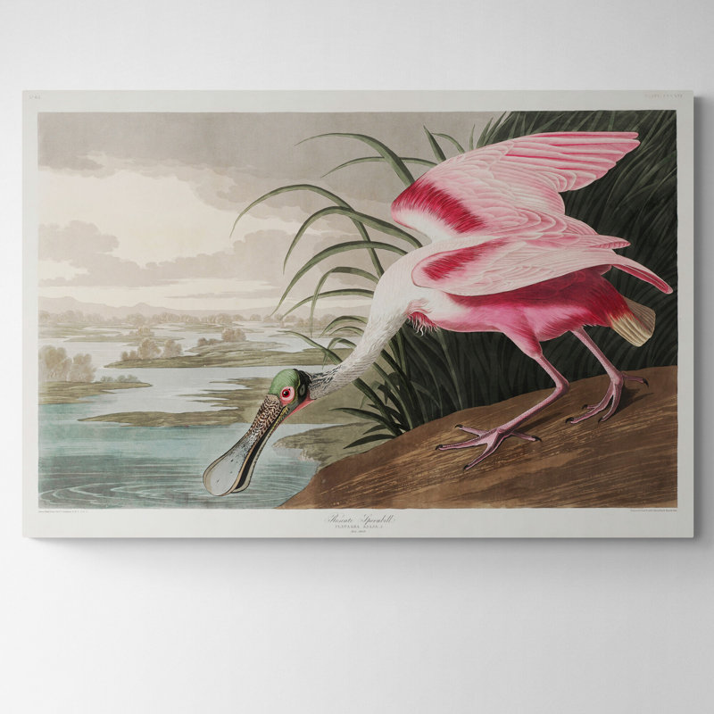 Roseate Spoonbill by John Audubon - Wrapped Canvas Print, 81cm H x 117cm W
