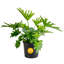 Selloum in Nursery Pot