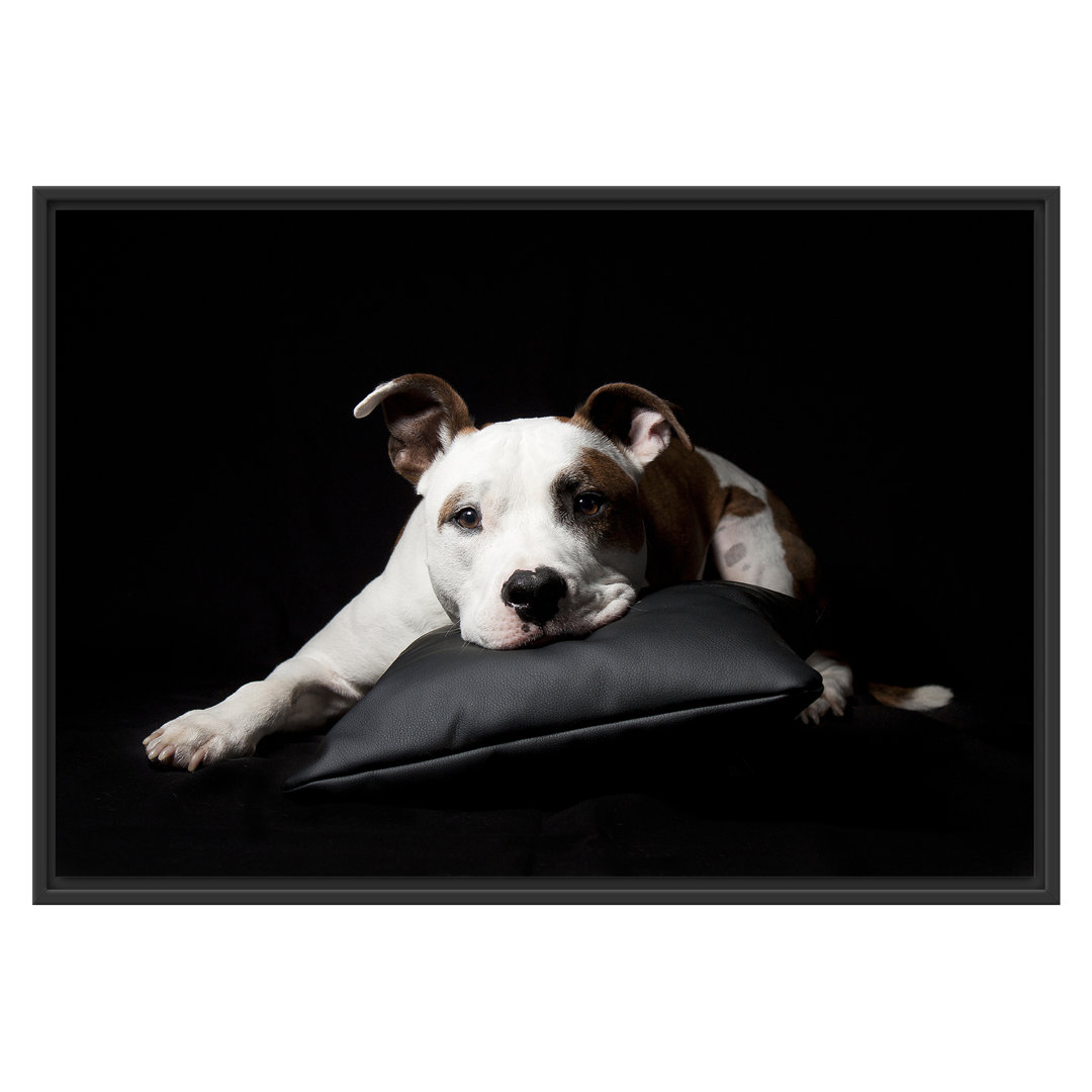 Niedlicher dunkler American Staffordshire Terrier" Gerahmter Fotodruck