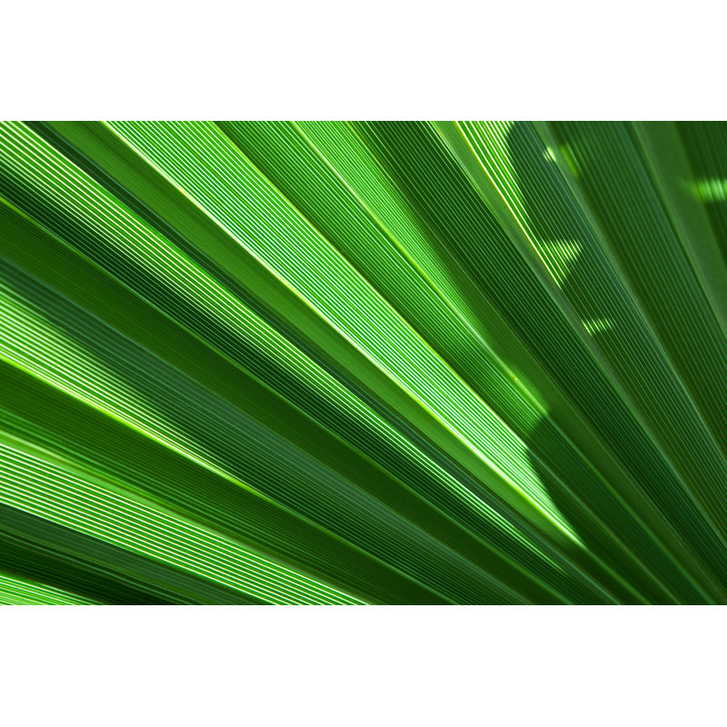 Green Palm Leaf by Tim UR - Wrapped Canvas Print, 30cm H x 46cm W