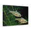 X-ray Fish Couple-1672159082