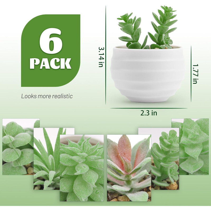 Plantes succulentes Kael artificielles en pots Cloche ou globe d'eau