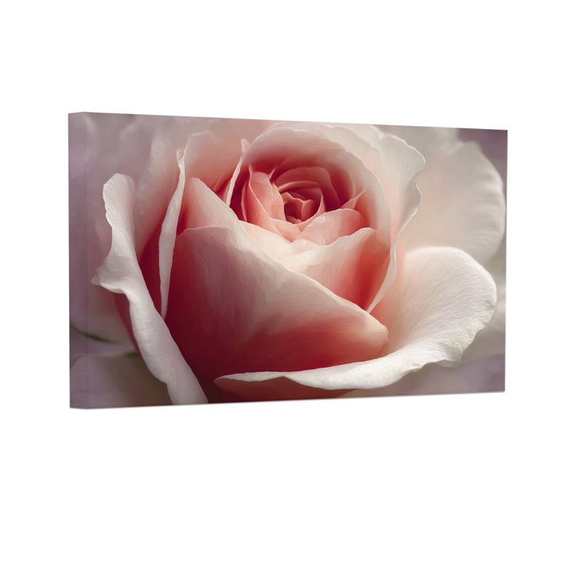 Plantes et fleurs doux rose pétale de rose gros plan Z25122408424094450, H 20 po x l 30 po