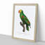Yellow-Crowned Amazon Parrot by F. Levaillant - Picture Frame Graphic Art Print-55641351-55641350