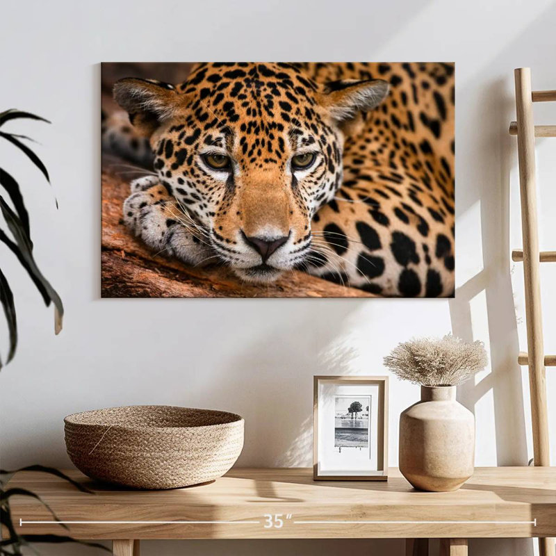 Jaguar au Belize, H 16 po x l 24 po