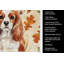 Serviette de cuisine tricolore Sheltie-2083472388