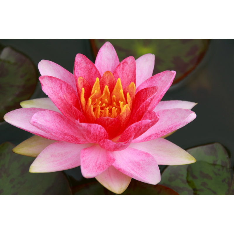 Lotus - Wrapped Canvas Print, 30cm H x 46cm W x 3.8cm D