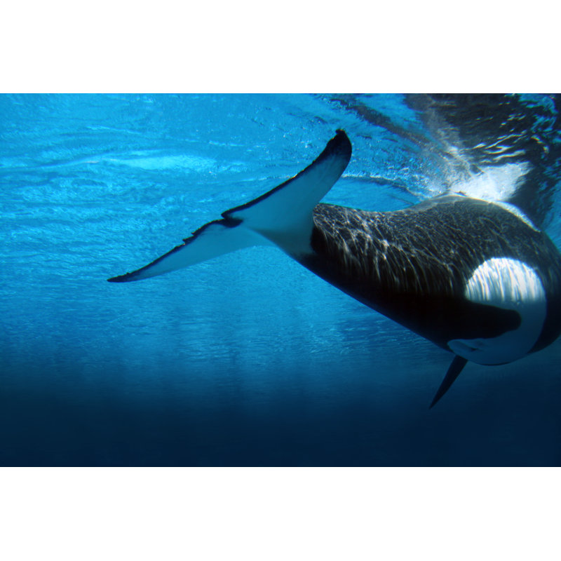 Killer Whale Underwater - Wrapped Canvas Print, 51cm H x 76cm W x 3.8cm D
