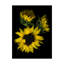 Dosta «Sunflower 2», reproduction d'impression sur toile tendue-29223801