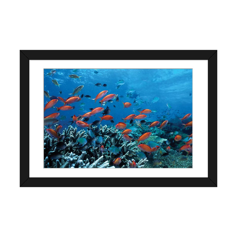 «Allyn Ocean Fish Coral Reef», reproduction sur toile tendue, H 16 po x l 24 po x P 1 po, Papier avec cadre noir, Blanc