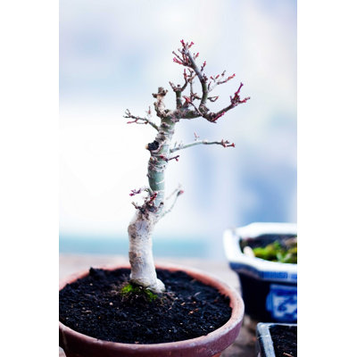 " Bonsai Tree "