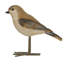 Oiseau en résine Sharptown