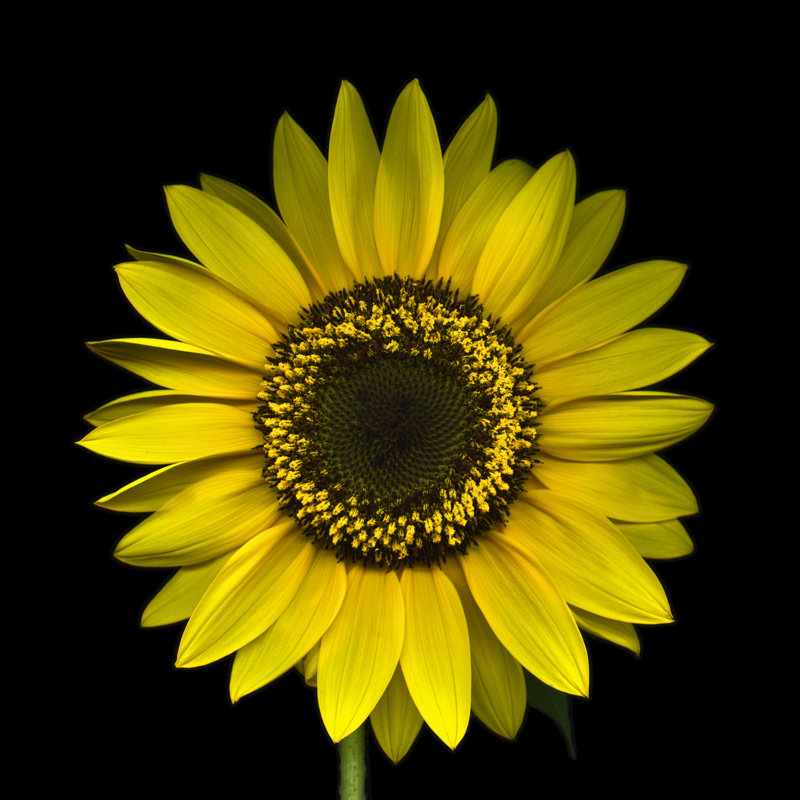 Sunflower by OGphoto - Photographic Print, 122cm H x 122cm W
