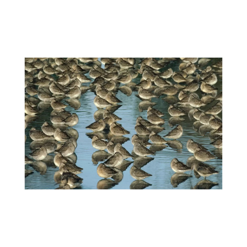 Long-Billed Dowitcher Flock Sleeping In Shallow Water by Tim Fitzharris - Wrapped Canvas Print, 20.32 cm H x 30.48 cm W