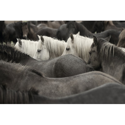 Chevaux blancs