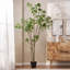 Pieris artificiel-1341383467