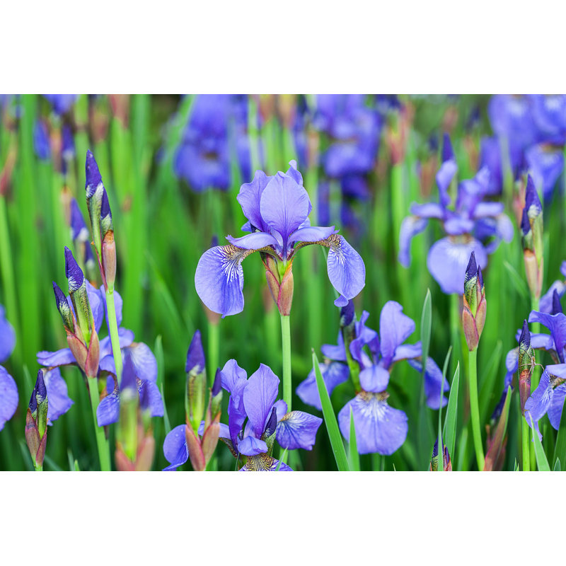 " Iris Meadow ", 12" W x 8" H