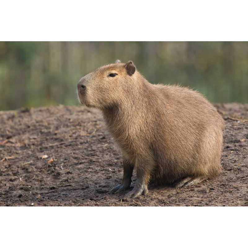 Capybara (Hydrochoerus Hydrochaeris) by Michaklootwijk - Wrapped Canvas Print, 81cm H x 122cm W x 3.8cm D