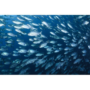 Weleetka Butter Fish Bait Ball On Canvas by Borispamikov Photograph Rosecliff Heights Size: 32 H x 48 W