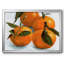 Citrus Grouping II, reproduction d'art sur toile-1802686968-1802686971