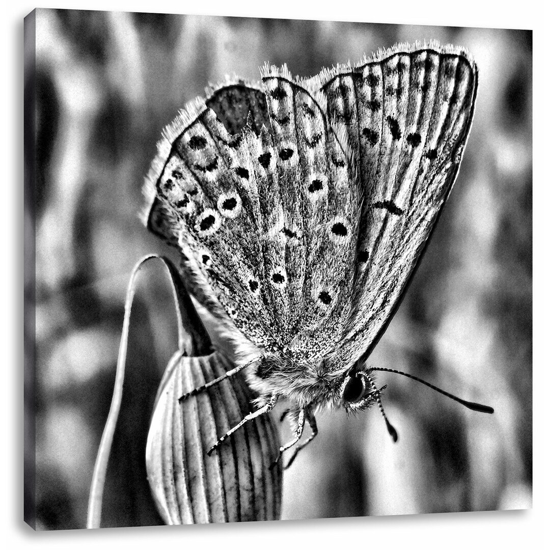 Leinwandbild Blauer Schmetterling auf blauer Blumeblau, Schmetterling, Blume, Natur, Tier