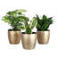 Live Low Light Houseplant Set-70535090