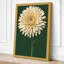 Cream Gerbera Study Botanical - Wrapped Canvas-197000635-197000639