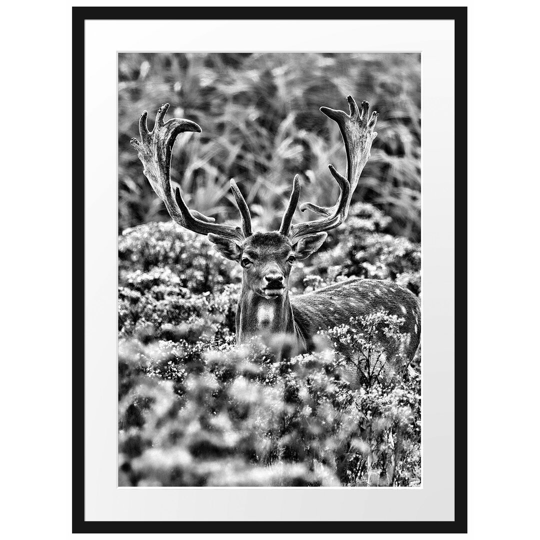 Gerahmter Fotodruck Buck in a Wild Meadow