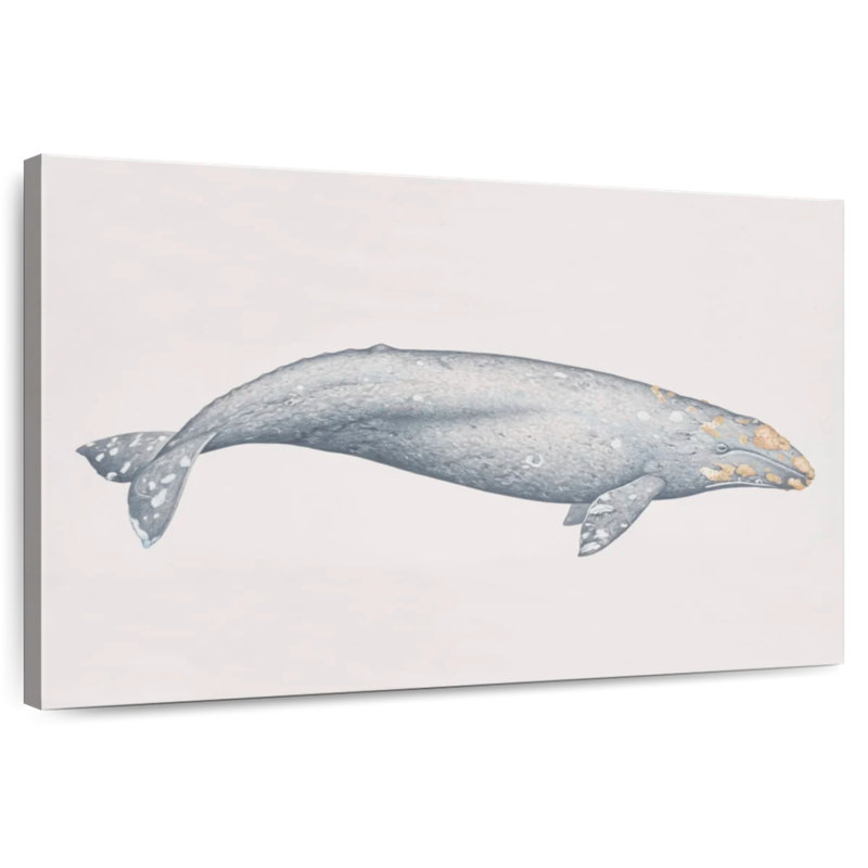 Brampt Gray Whale, 26" H x 39" W