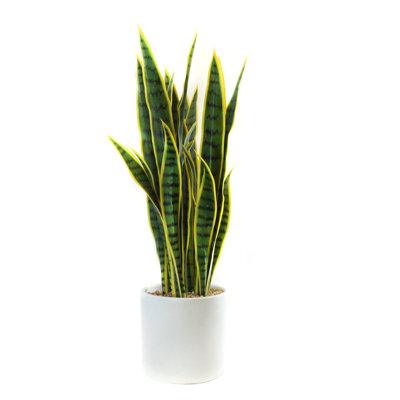 Snake Plant (Sansevieria) Plant in Terracotta Planter
