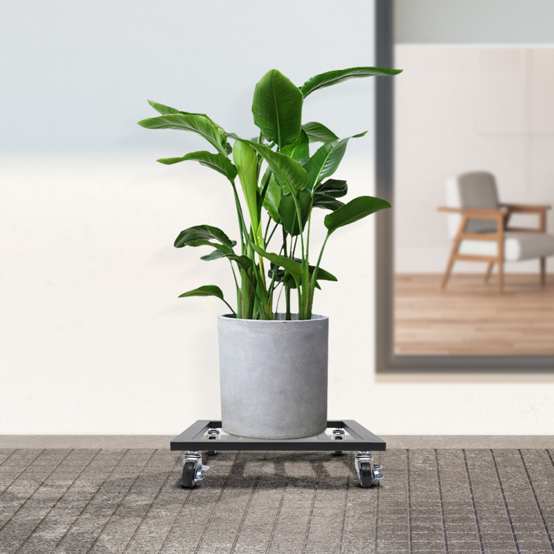 Plateau à plantes