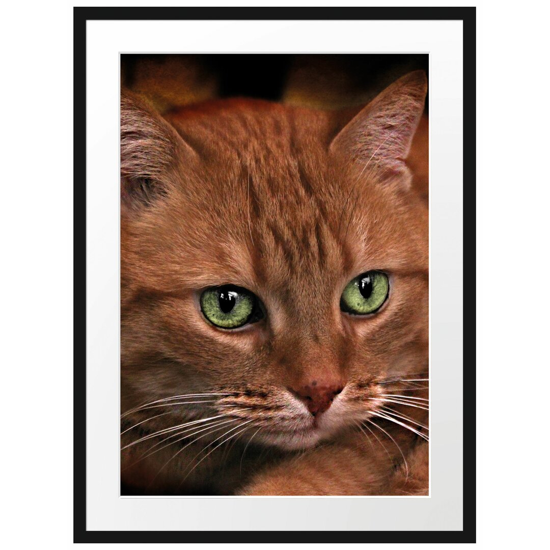 Wunderschöne Hauskatze Gerahmte Fotokunstdruck Poster