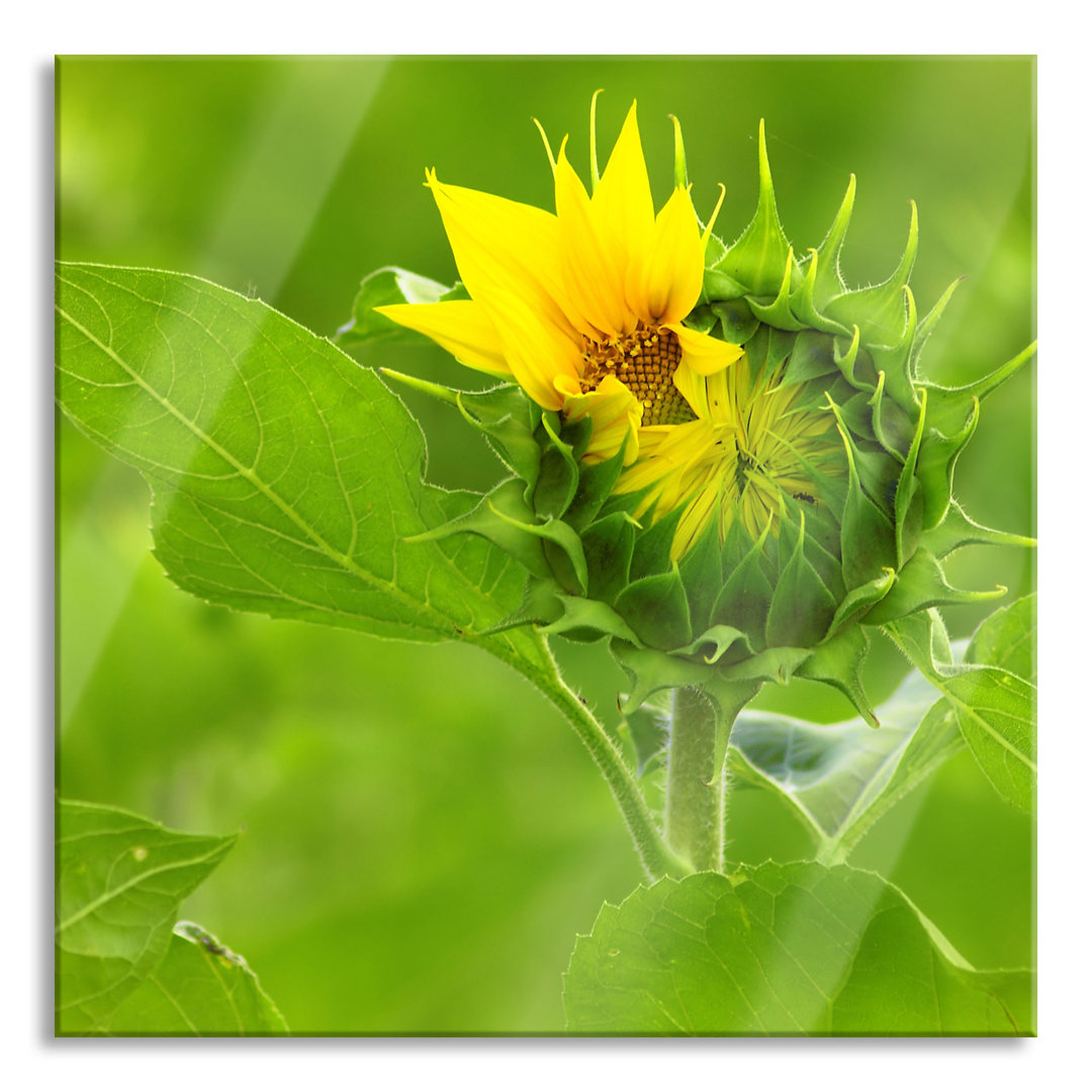 Glasbild Blühende Sonnenblume