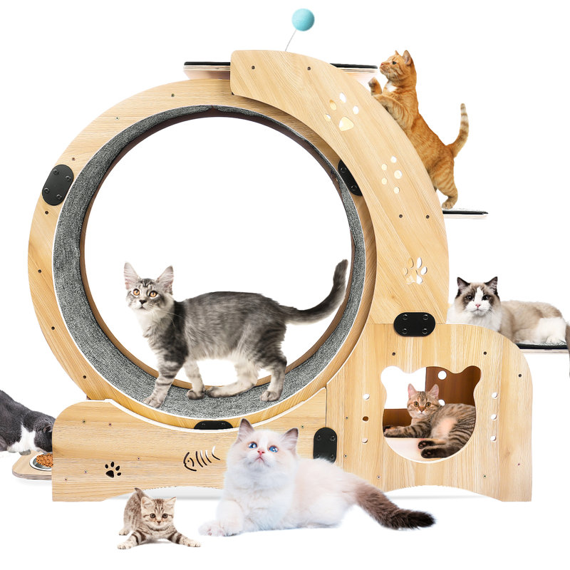 Roue de tapis roulant pour chat pour le bonheur intérieur