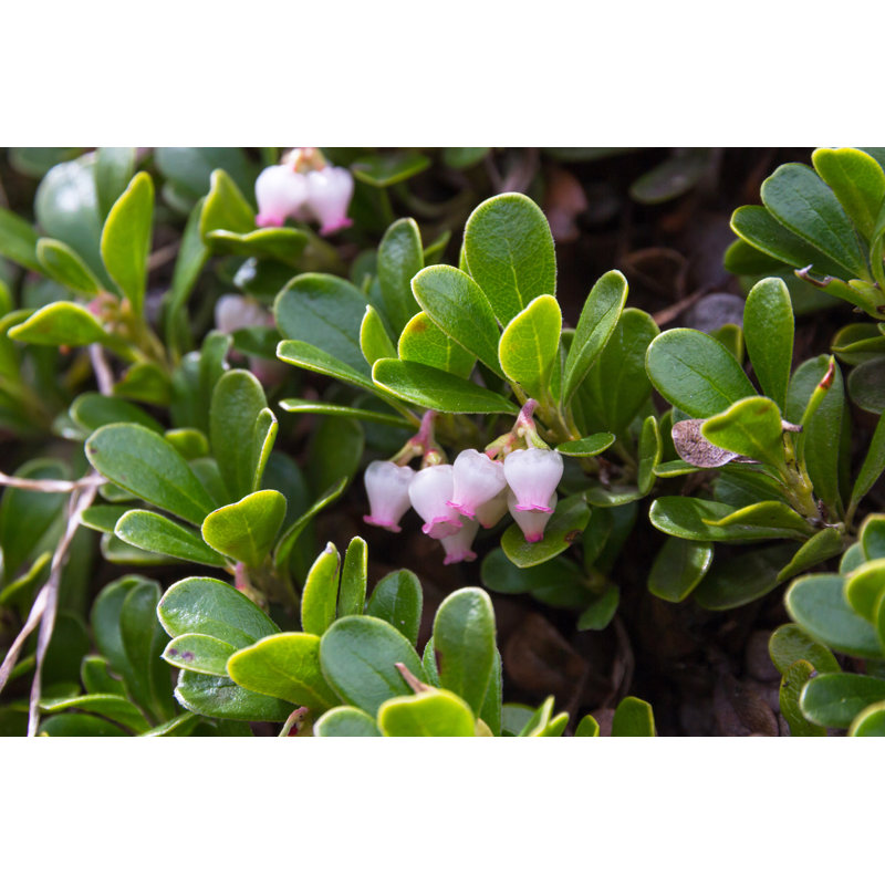Bearberry Plant by Siur - Wrapped Canvas Print, 81cm H x 122cm W