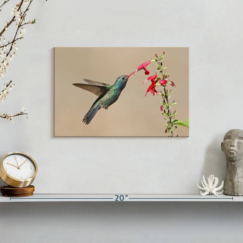Broad-Billed Hummingbird Drinking Nectar, 8" H x 12" W