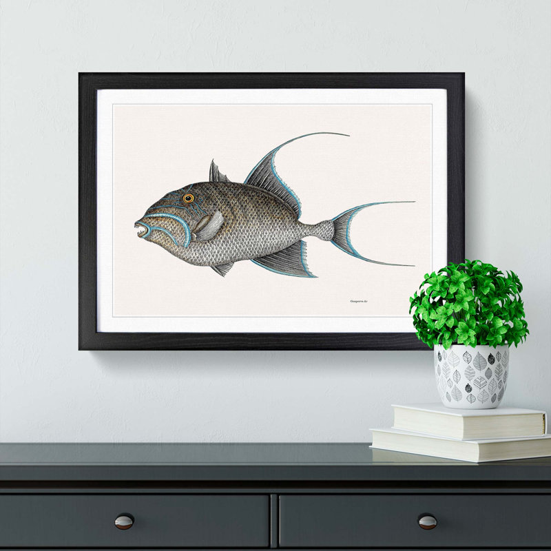 Old Wife Fish by Mark Catesby - Picture Frame Painting Print, Black Framed, 36cm H x 48cm W x 2cm D